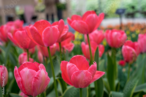 Flower garden, Netherlands , a close up of a flower