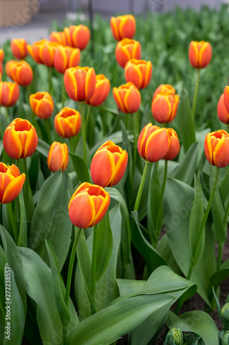 Flower garden  Netherlands   a close up of a flower