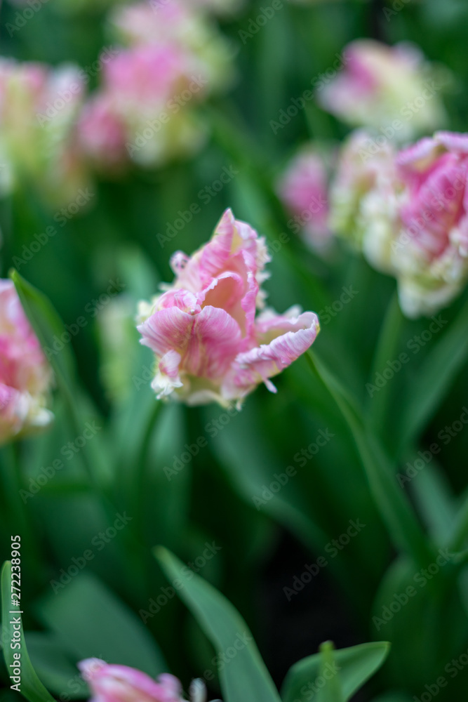 Flower garden, Netherlands , a close up of a flower Flower garden, Netherlands , a close up of a flower