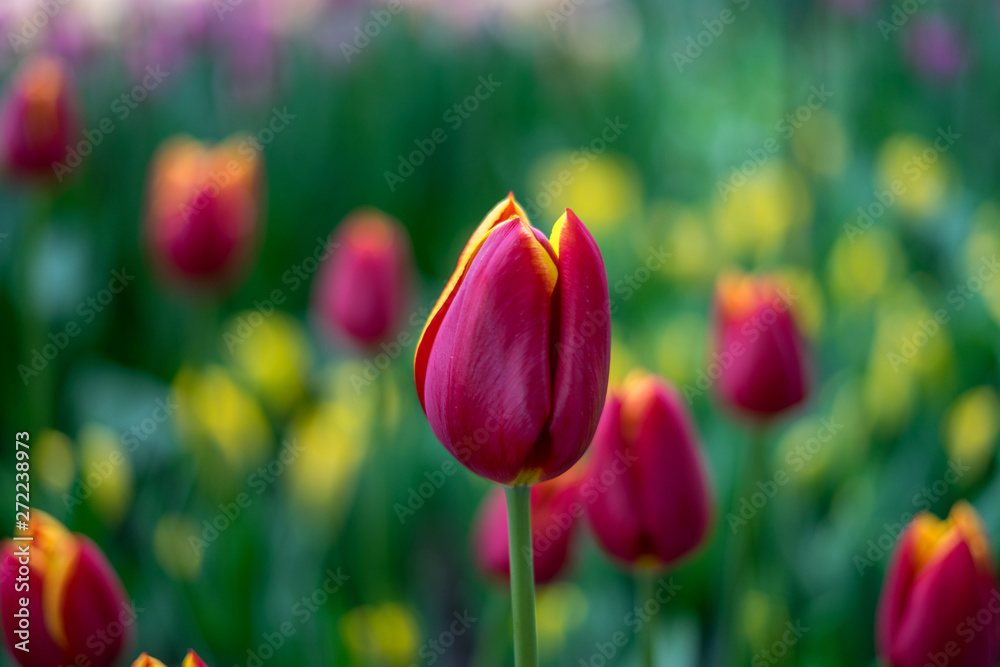 Fototapeta premium Flower garden, Netherlands , a close up of a flower