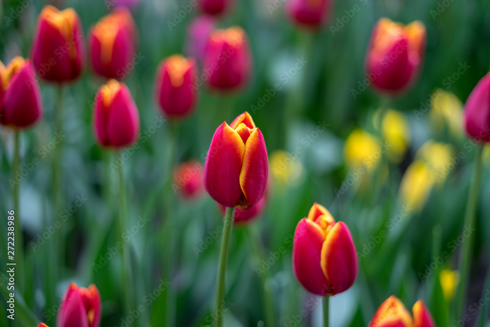 Flower garden, Netherlands , a group of colorful flowers Flower garden, Netherlands , a group of colorful flowers