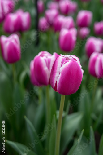 Flower garden, Netherlands , a close up of a flower