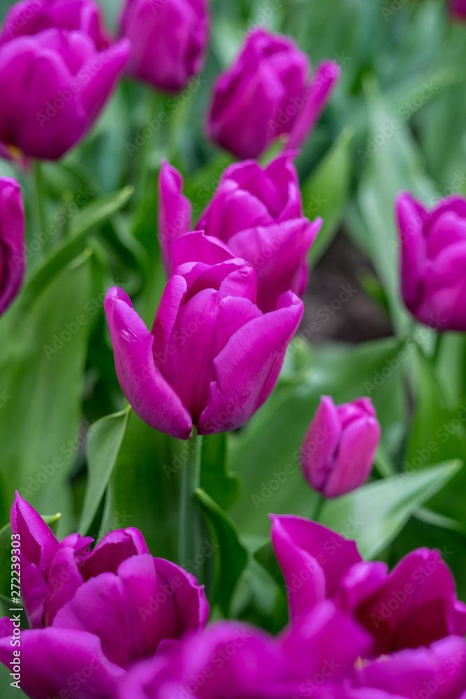 Flower garden, Netherlands , a close up of a flower