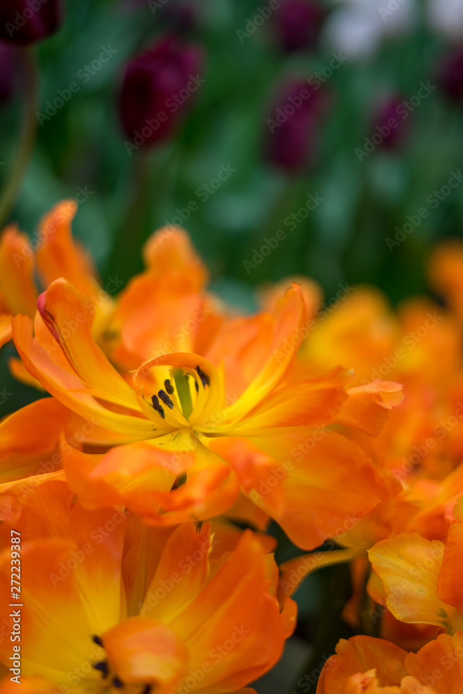 Flower garden, Netherlands , a close up of a flower Flower garden, Netherlands , a close up of a flower