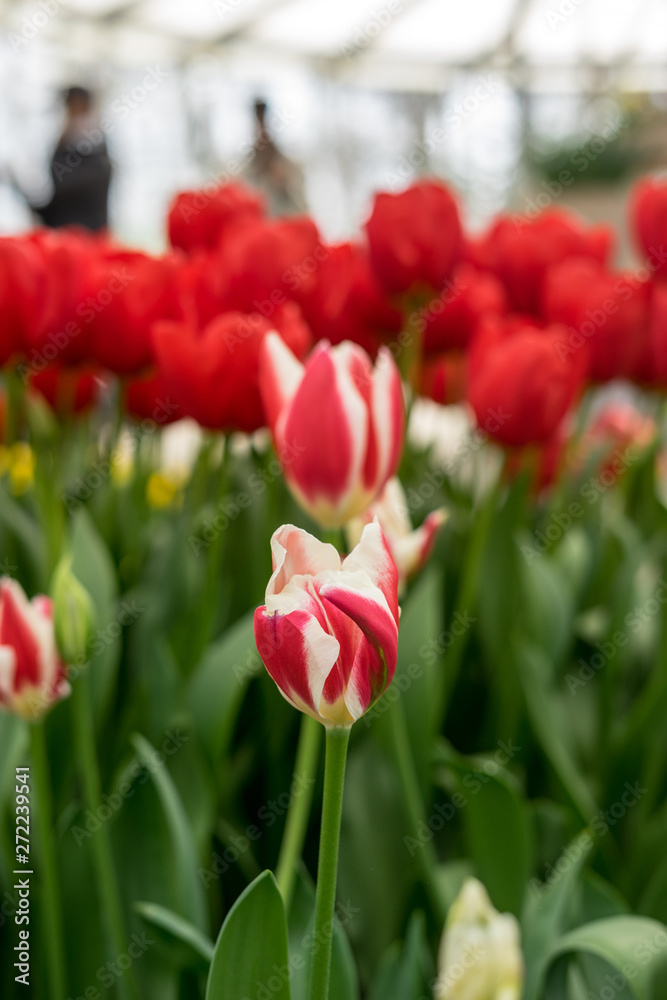 Flower garden, Netherlands , a close up of a flower Flower garden, Netherlands , a close up of a flower