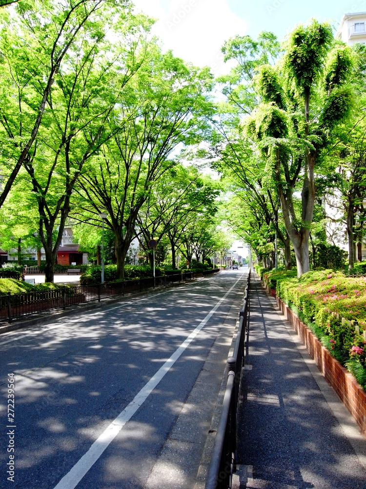 Fototapeta premium 新緑の欅通り風景