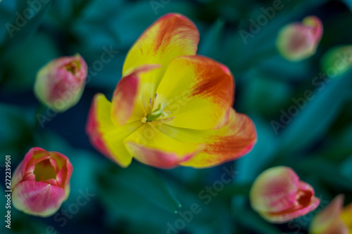 Flower garden, Netherlands , a close up of a flower