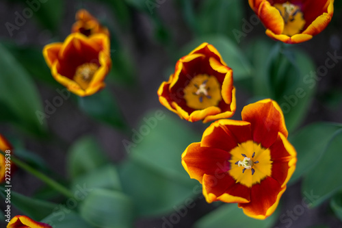 Flower garden, Netherlands , a close up of a yellow flower