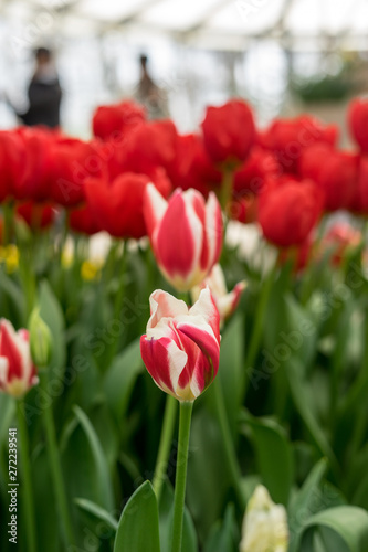 Flower garden  Netherlands   a close up of a flower