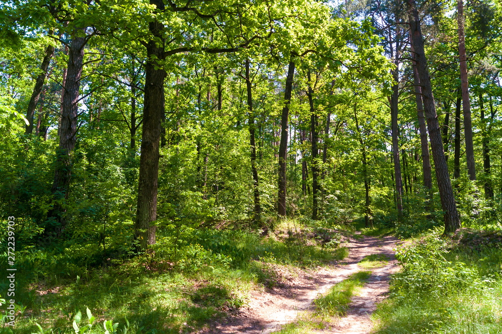 Obraz premium Sunny forest