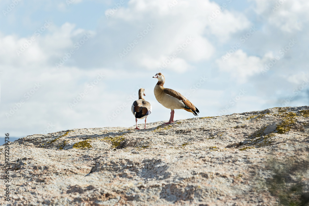 Seagulls on sunny rock