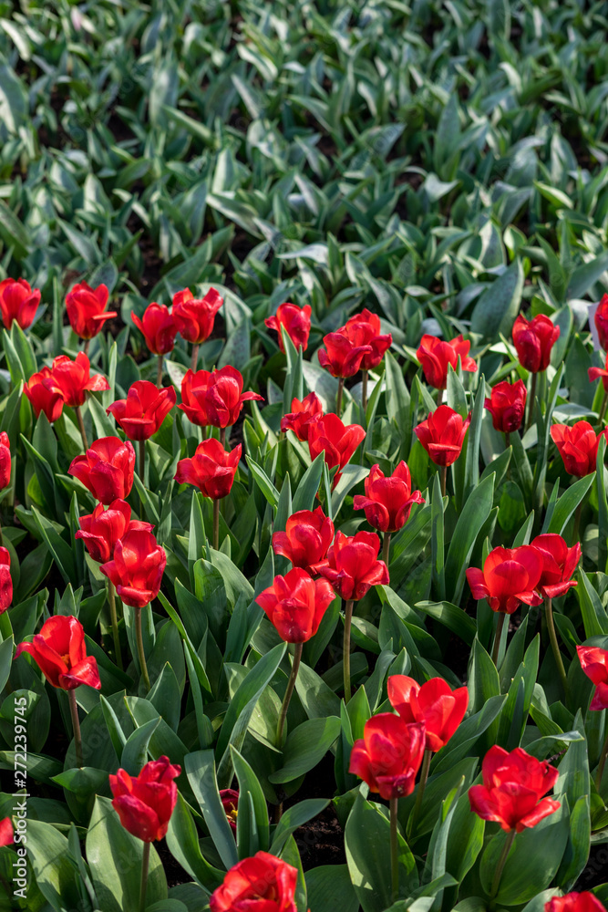 Flower garden, Netherlands , a red flower