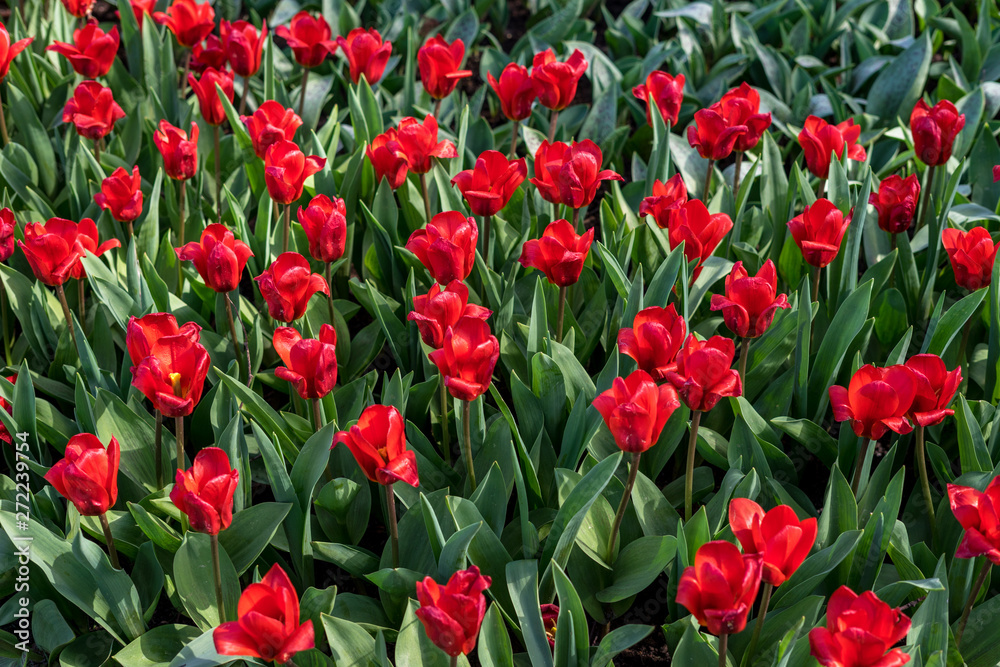 Flower garden, Netherlands , a red flower Flower garden, Netherlands , a red flower