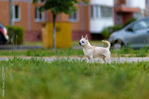 Little chihuahua plays on the grass in the park in summer. © shymar27