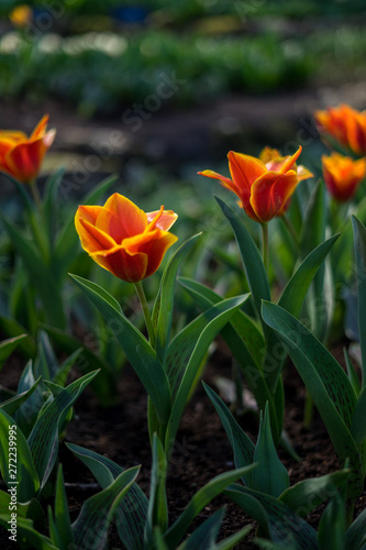 Flower garden, Netherlands , an orange flower