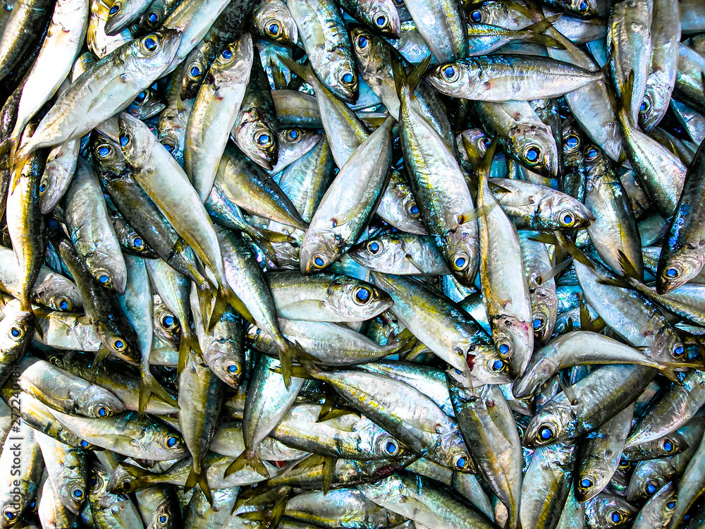 Obraz premium Sardines