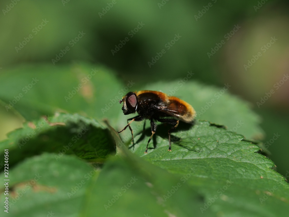 Fototapeta premium flight fly insect