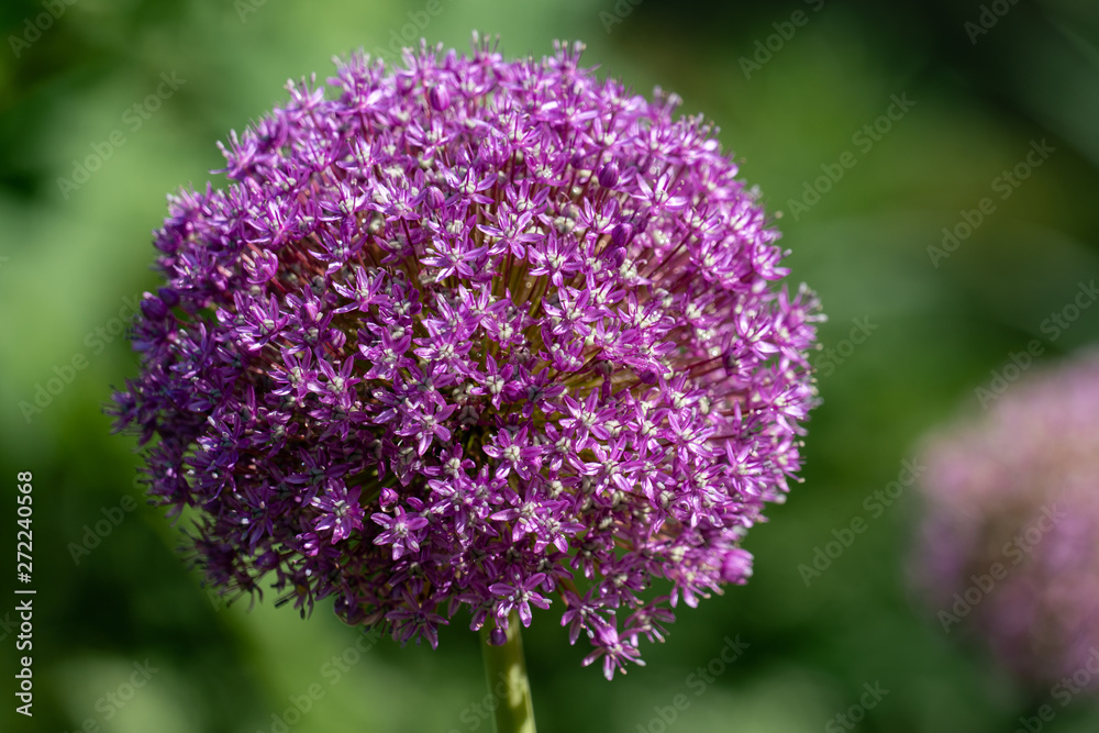 blooming purple flower ball of a Allium Giganteum (giant onion) plant blooming purple flower ball of a Allium Giganteum (giant onion) plant