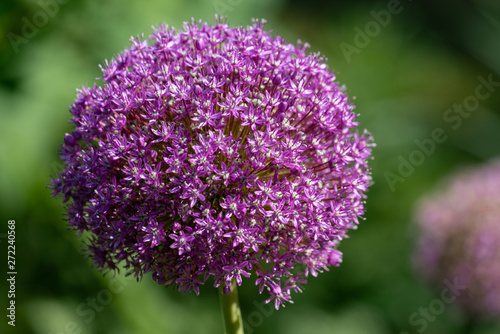 blooming purple flower ball of a Allium Giganteum (giant onion) plant