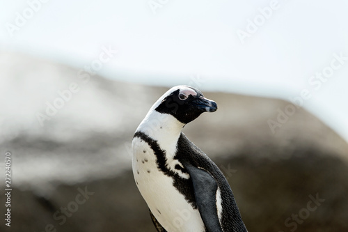 Penguin looking around