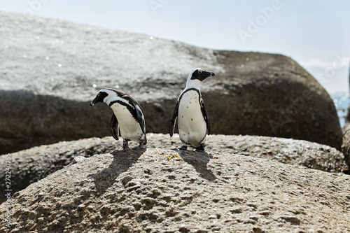 Penguin couple on the beach