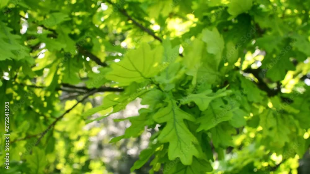 Oak leaves moving in the wind Oak leaves moving in the wind