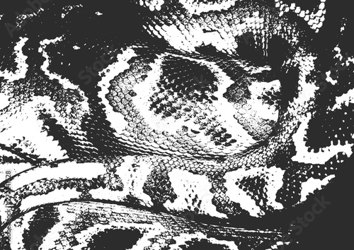 Snake skin grunge vector texture.Black and white background. EPS8 vector.
