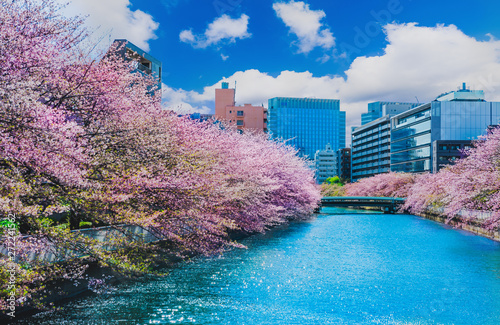 Fototapeta Kwiat wiśni w Tokio, Japonia.