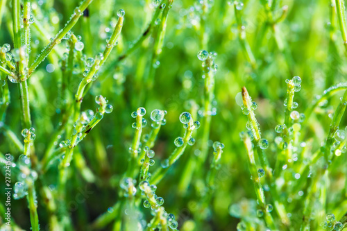 The macro shot of the background or texture of the green grass with the morning dew drops in the sunny summer or spring day
