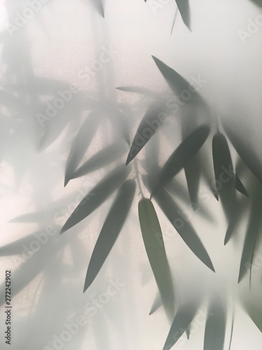bamboo, green, leaf, nature, isolated, plant, tree, leaves, branch, grass, white, abstract, floral, asia, fresh, herb, spring, summer, pattern, forest, art, natural, illustration, texture, closeup, st