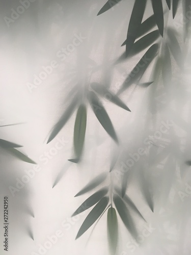 Fototapeta z bambusem we mgle