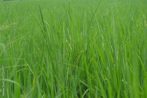 the condition of rice on a rice field in the territory of Indonesia