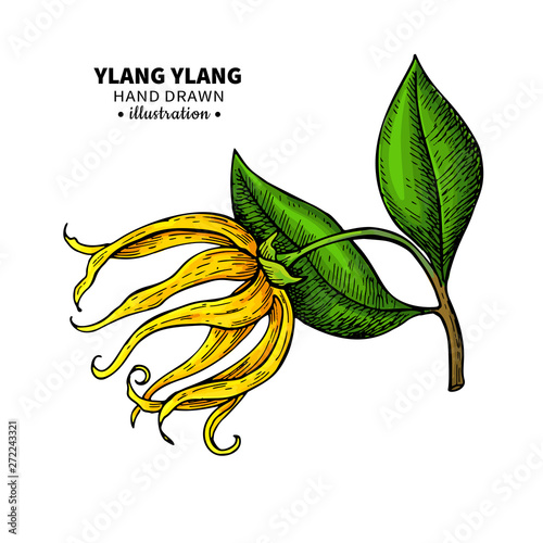 Ylang ylang vector drawing. Isolated vintage illustration of medical flower.