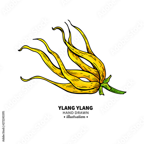 Ylang ylang vector drawing. Isolated vintage illustration of medical flower.