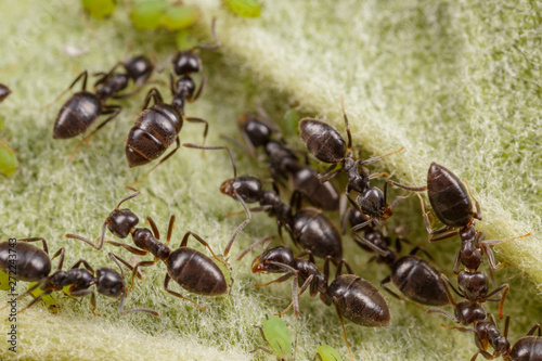 Technomyrmex ants tending green aphids on an apple tree, Albany, Western Australia © peter