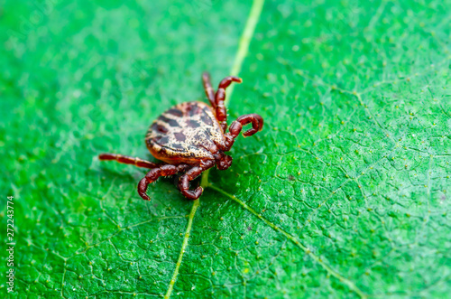 Encephalitis Virus or Lyme Borreliosis Disease or Monkey Fever Infectious Dermacentor Tick Arachnid Parasite Insect on Green Leaf Macro photo