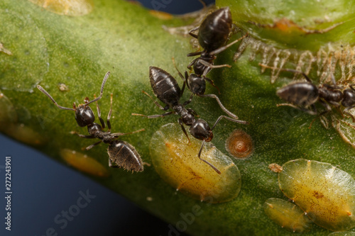 Fotografia Technomyrmex ants tending scale insects on an apple tree, Albany, Western Austra