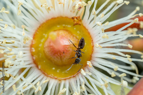 Black Technomyrmex ants feeding in a white Eucalyptus flower with a blue background photo