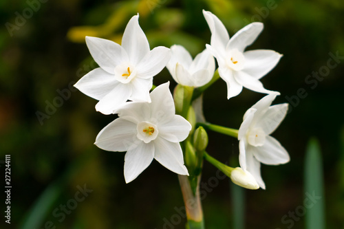 Photo Narcissus polyanthus (tazetta, paperwhite, bunch-flowered daffodil, Chinese sacr