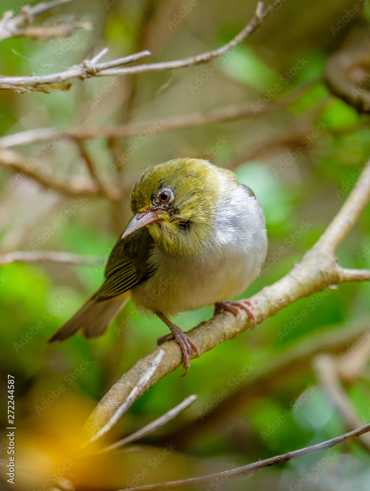 Small silvereye bird (Zosterops lateralis) perched on a branch near Albany, Western Australia Small silvereye bird (Zosterops lateralis) perched on a branch near Albany, Western Australia