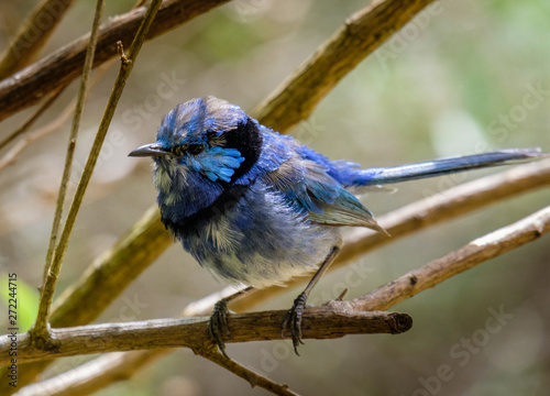 Scruffy but beautiful male splendid fairy wren in Western Australia