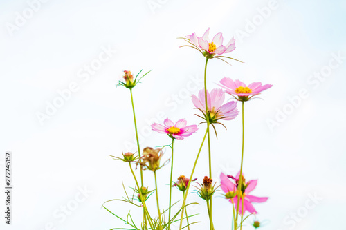 Cosmos flowers on sky background  copy space use for the background.