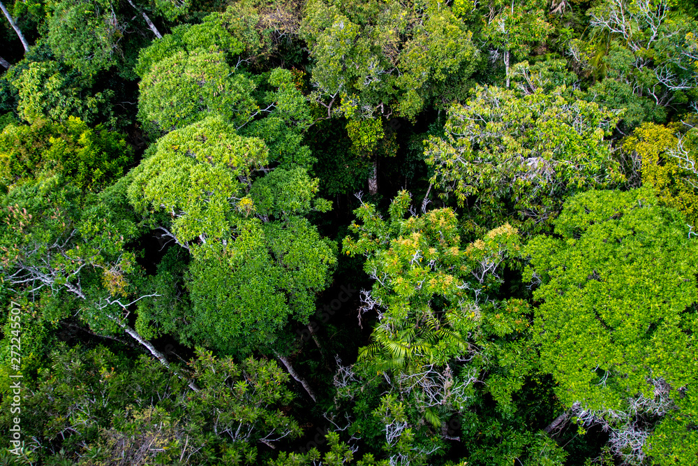 Dark moody tropical rainforest viewed from above