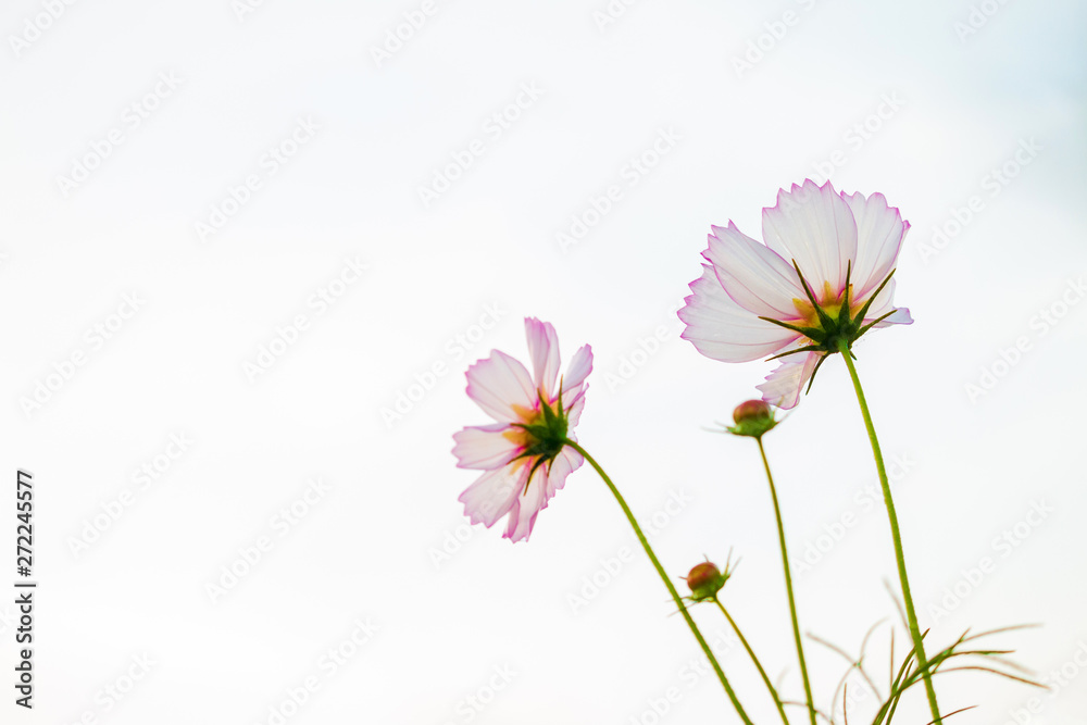 Cosmos flowers on sky background, copy space use for the background. Cosmos flowers on sky background, copy space use for the background.
