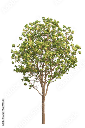 azadirachta indica tree isolated on white background.