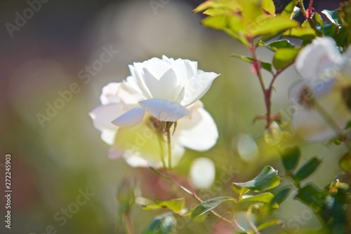 white rose in light
