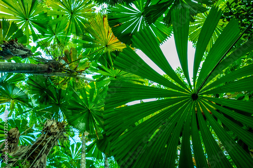 Fényképezés View upward through dense green licuala palm forest in the Daintree national par