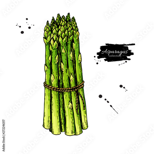 Asparagus bunch hand drawn vector illustration. Isolated Vegetable colorful object.