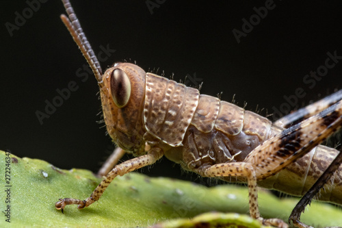 Close up portrait of a juvenile grasshopper
