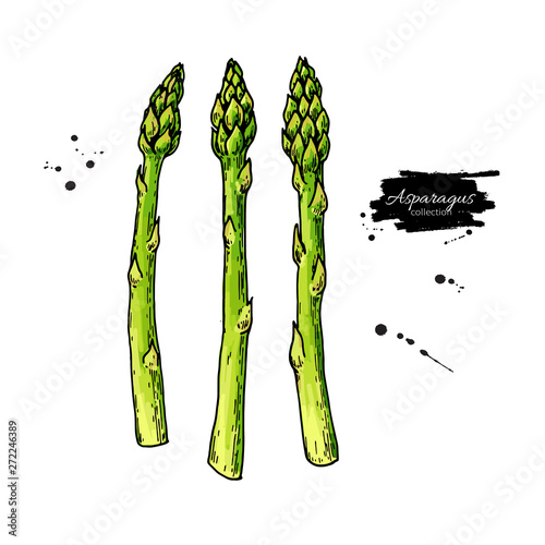 Asparagus hand drawn vector illustration. Isolated Vegetable colorful object. 